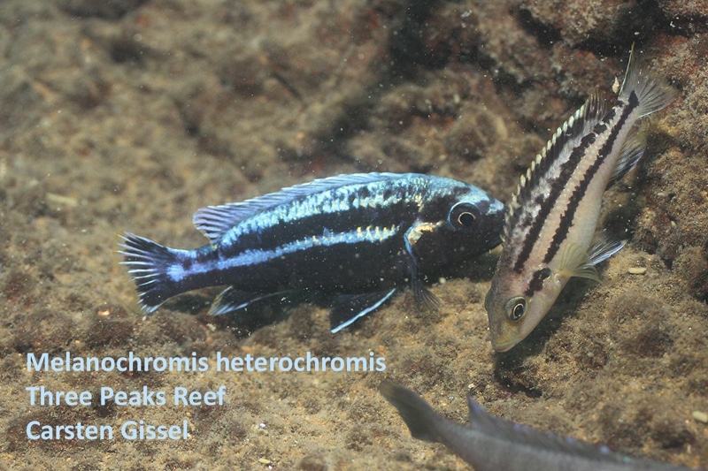 Melanochromis heterochromis 'Three Peaks Reef'